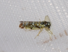 Eupteryx melissae