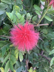 Calliandra haematocephala