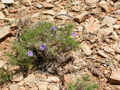 Aptosimum spinescens