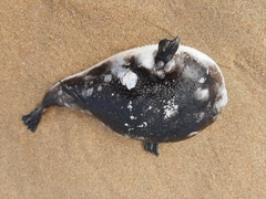 Amblyrhynchote honckenii