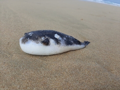 Amblyrhynchote honckenii