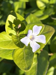 Vinca difformis