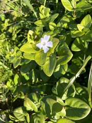 Vinca difformis