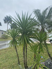 Yucca gigantea