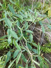 Lathyrus tingitanus