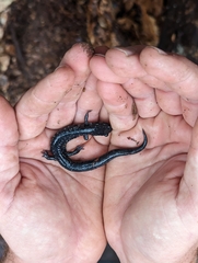 Plethodon variolatus