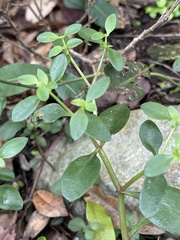 Crassula pellucida brachypetala