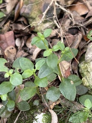 Crassula pellucida brachypetala