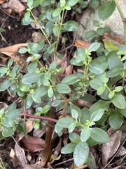 Crassula pellucida brachypetala