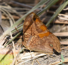 Opsiphanes boisduvallii