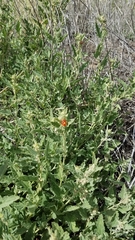 Sphaeralcea hastulata