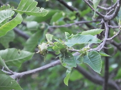 Dryocosmus kuriphilus