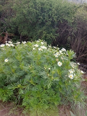 Argyranthemum broussonetii