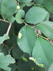 Ulmus macrocarpa