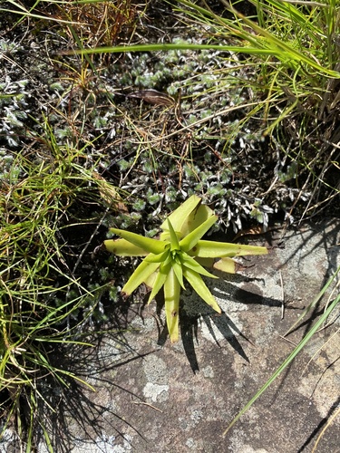 Crassula smithii