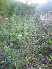 Poa faberi