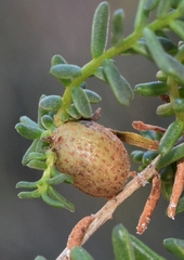 Aceria caulobia