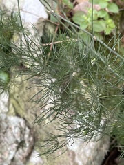 Asparagus sylvicola