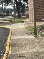 Corvus brachyrhynchos