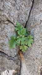 Perityle emoryi