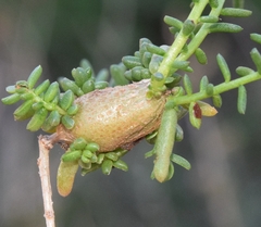 Aceria caulobia