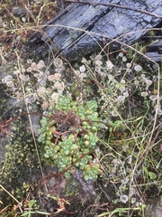 Sedum oreganum
