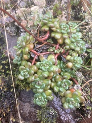 Sedum oreganum