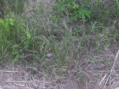 Indigofera kirilowii