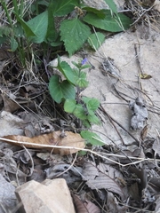 Scutellaria indica