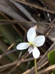 Viola vittata