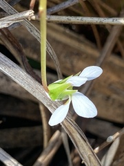 Viola vittata