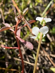 Viola vittata