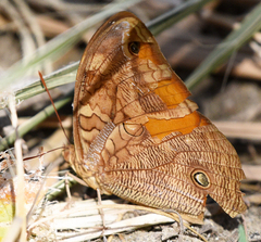Opsiphanes boisduvallii
