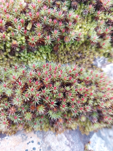 Polytrichum piliferum image