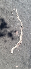 Spilotes pullatus