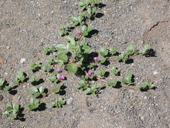 Indigastrum argyroides