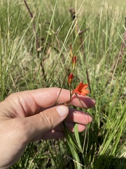 Tritonia disticha