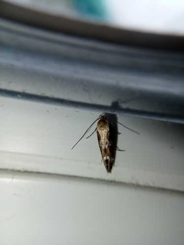 Mompha divisella