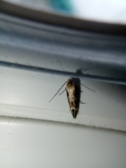 Mompha subbistrigella