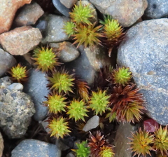 Polytrichum piliferum
