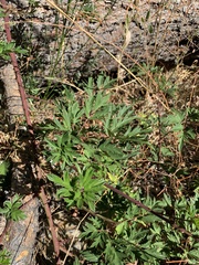 Rubus laciniatus