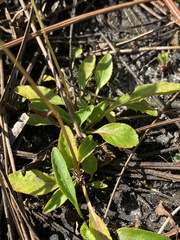 Viola vittata
