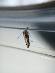 Mompha subbistrigella