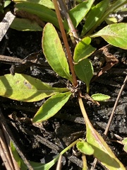 Viola vittata