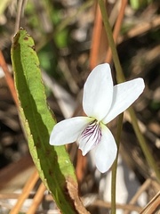 Viola vittata