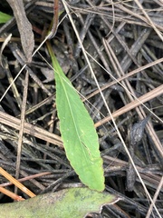 Viola vittata