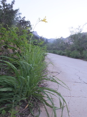 Hemerocallis citrina