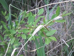 Salix chaenomeloides