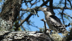 Melanerpes cactorum