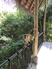 Macaca sinica